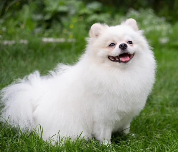 Vacker vit hund - pomeranian spitz. Pomeranian hundvalp söt husdjur lyckligt leende spelar i naturen — Stockfoto