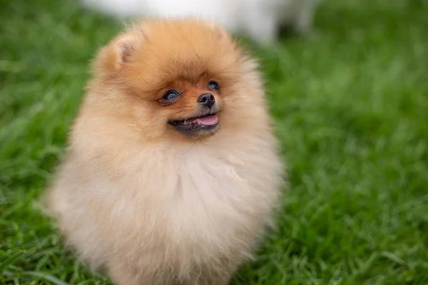 Gyönyörű narancssárga kutya - pomerániai Spitz. Kiskutya pomerániai kutya aranyos kisállat boldog mosoly játszik a természetben — Stock Fotó