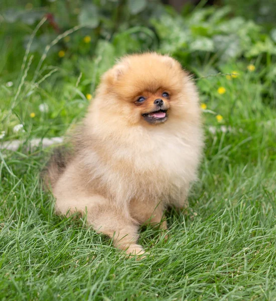 Beau chien orange - Spitz poméranien. Chiot chien poméranien mignon animal heureux sourire jouer dans la nature — Photo