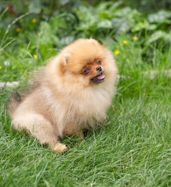 Beautiful orange dog - pomeranian Spitz. Puppy pomeranian dog cute pet happy smile playing in nature — Stock Photo, Image