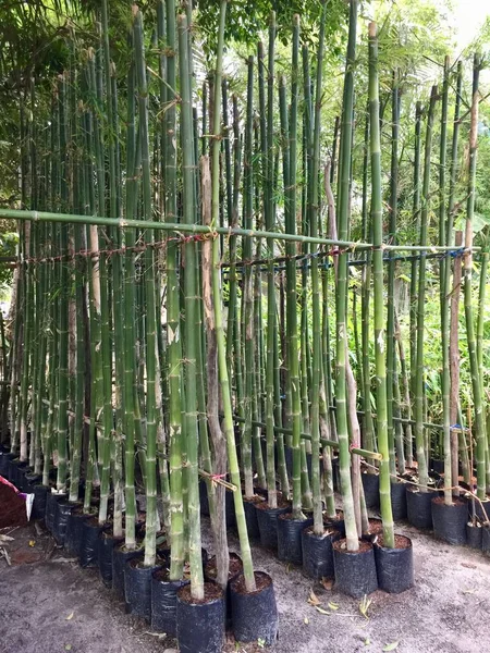 Bambuspflanzen Thailand — Stockfoto