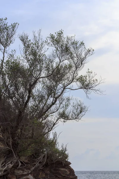 Leave and branch of pine tree over blue sky