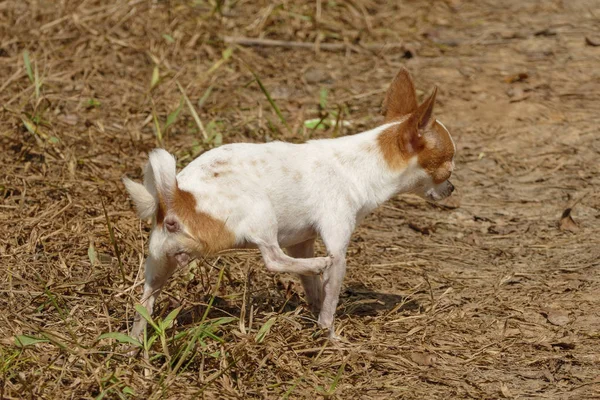 Kleine Kort Haar Vrouwelijke Chihuahua Hond Plassen Gras — Stockfoto