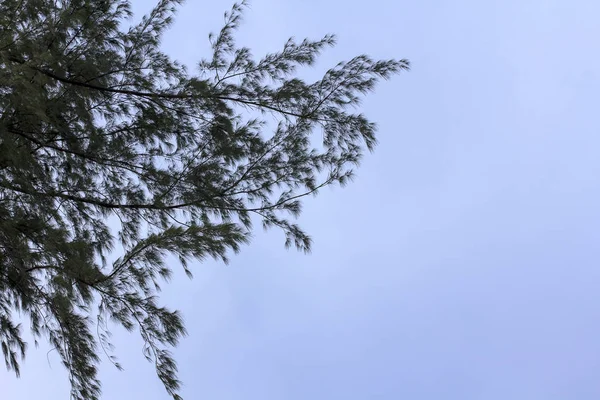 Leave and branch of pine tree over blue sky