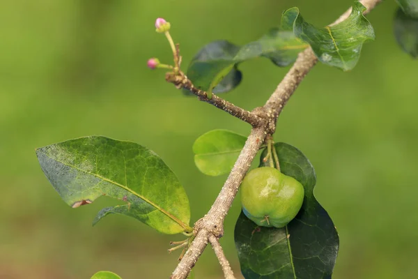 Frische Rohe Grüne Barbados Kirsche Oder Malpighia Emarginata Früchte Baum — Stockfoto