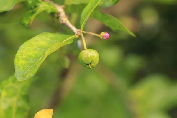 Fräschör Råa Gröna Barbados Körsbär Eller Malpighia Emarginata Frukt Träd — Stockfoto
