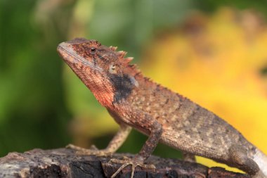 Tayland küçük bukalemun kapatın