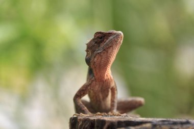 Tayland küçük bukalemun kapatın