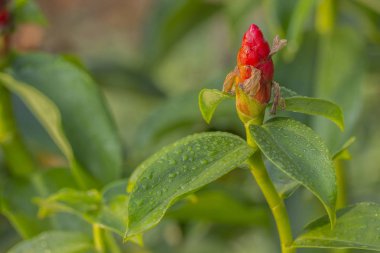 Tropikal bahçe ağacında Hint baş zencefil veya Costus speciosus çiçek