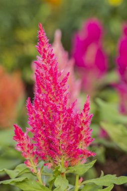 Kırmızı celosia veya tropikal bahçe ağacında cockscomb çiçek kapatın