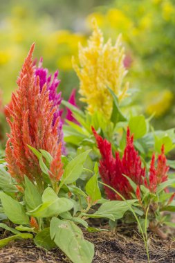Kırmızı turuncu sarı pembe celosia veya tropikal bahçe ağacında cockscomb çiçek kapatın