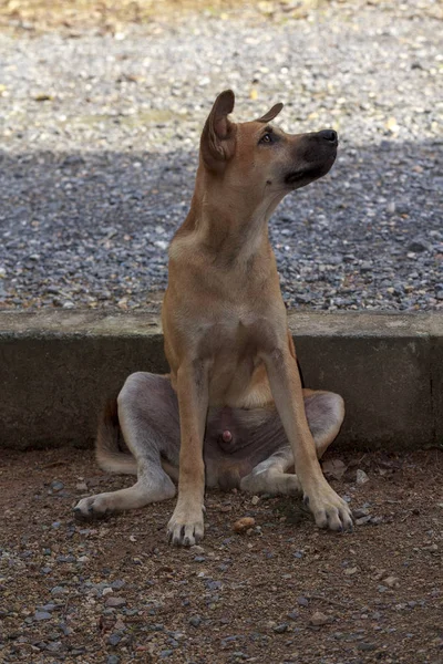 床に座って若い男性タイ犬 — ストック写真