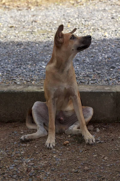 Young Male Thai Dog Sitting Floor — Stock Photo, Image