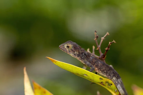 Zavřít Malý Chameleon Stromě Thajsku — Stock fotografie