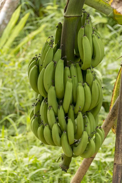 Großaufnahme Eines Bündels Grüner Unreifer Höhlenförmiger Bananen Die Auf Einem — Stockfoto