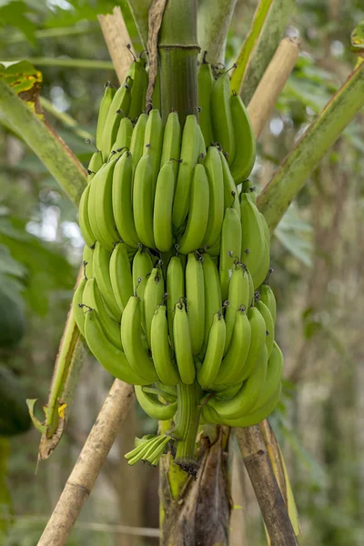 Primer Plano Racimo Plátanos Verdes Inmaduros Cavendish Creciendo Árbol —  Fotos de Stock