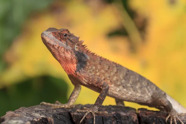 Close Small Chameleon Thailand — Stock Photo, Image