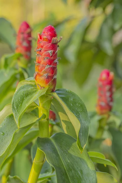 Indisk Huvud Ingefära Eller Costus Speciosus Blomma Träd Tropiska Trädgård — Stockfoto