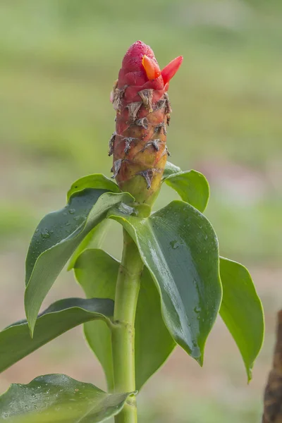 Cabeza India Jengibre Costus Speciosus Flor Árbol Jardín Tropical — Foto de Stock