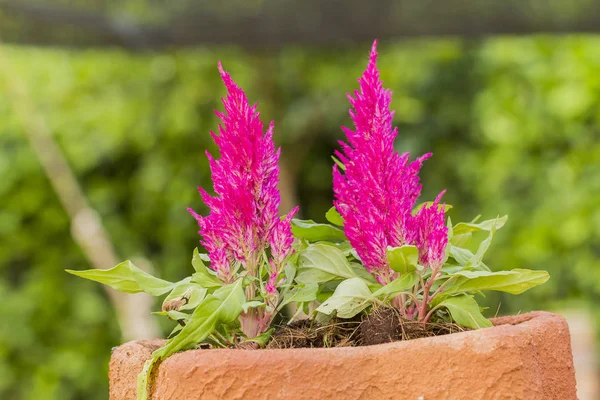 Detailní Záběr Červené Celosia Nebo Květina Hřebínek Strom Tropické Zahradě — Stock fotografie