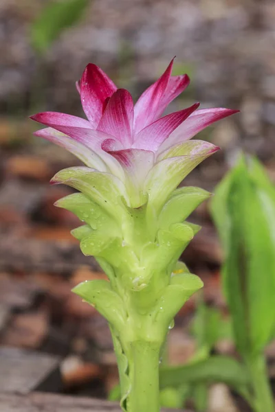 Růžový Květ Divokých Kurkumy Curcuma Alismatifolia Nebo Siamský Tulipán Tropické — Stock fotografie