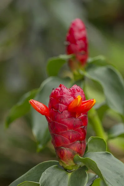 Indian Head Ginger Costus Speciosus Flower Tree Tropical Garden — Stock Photo, Image