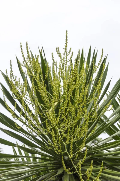 Dracaena Loureiri Gagnep Květ Nad Bílým Pozadím — Stock fotografie