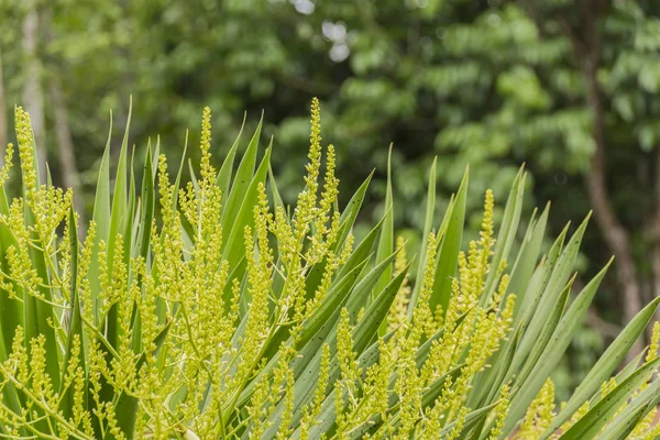 Dracaena Loureiri Gagnep Flower Green Nature Background — Stock Photo, Image