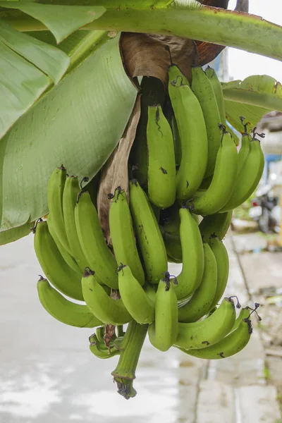 Bündel Grüner Höhlenförmiger Bananen Hängen Baum — Stockfoto