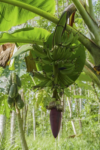 Manojo Plátano Verde Cavernoso Colgado Árbol —  Fotos de Stock