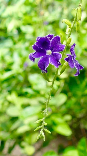 Paarse Paarse Kleuren Van Mooie Bloeiende Bloemen Tropische Tuin — Stockfoto