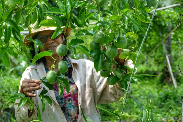 Alte Asiatische Thailändische Frau Mit Frischen Grünen Rohen Passionsfrüchten Auf — Stockfoto