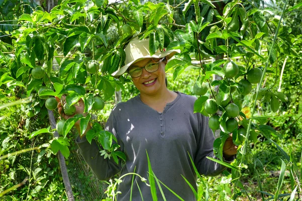 Azjatycka Tajka Świeżym Zielonym Owocem Namiętności Drzewie — Zdjęcie stockowe