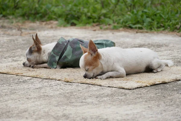 Chihuahua犬日光浴バスマット — ストック写真