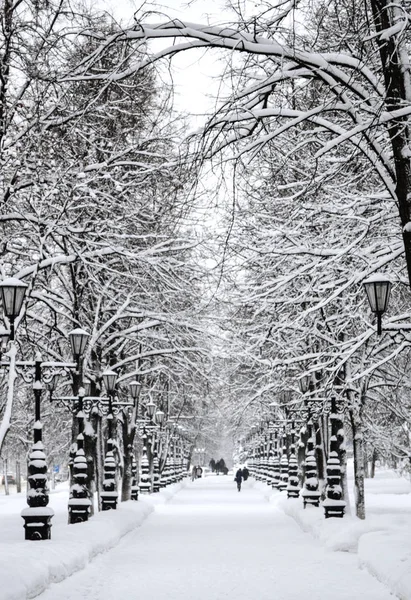 Trees Winter Park Snow — Stock Photo, Image