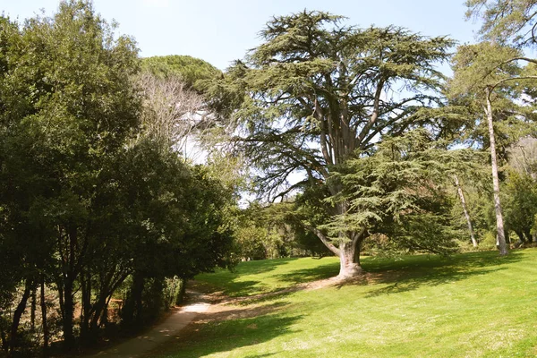 Velký Překrásný Strom Krajinním Parku Caserta — Stock fotografie