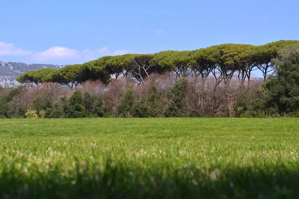 Bellissimo Paesaggio Verde Con Pini Nel Parco Reale Caserta — Foto Stock
