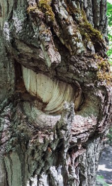 Ormandaki ağaç gövdesine havlamak gibi..