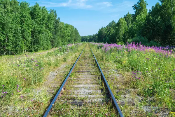 Railroad Rails Stretching Distance Trees Flowering Grasses Summer Day — Stock Photo, Image
