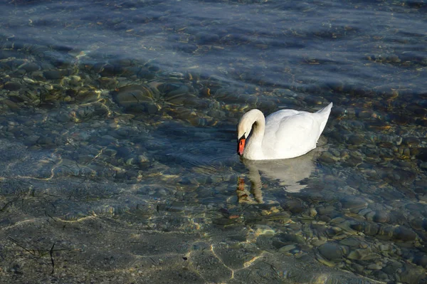 Белый Лебедь Крупным Планом Ищет Пищу Чистой Воде Озера — стоковое фото