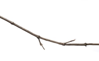 Vahşi kuru liana, beyaz arka plan üzerinde kırpma yolu izole orman asma