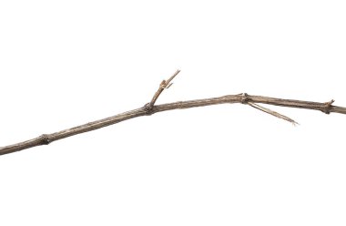 Vahşi kuru liana, beyaz arka plan üzerinde kırpma yolu izole orman asma