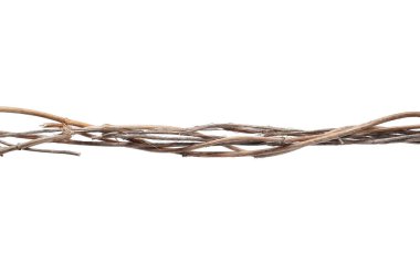 Vahşi kuru liana, beyaz arka plan üzerinde kırpma yolu izole orman asma