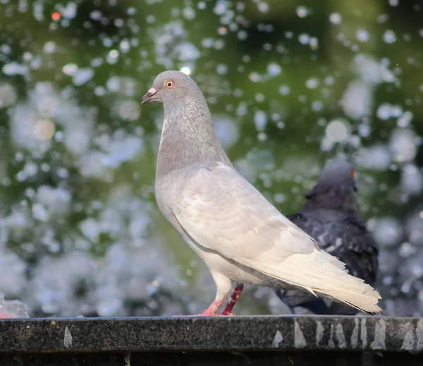 Pigeon Drinking Water Fountain — Stock Photo, Image