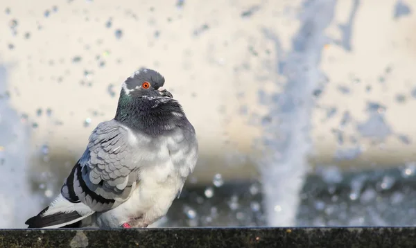 Pigeon Drinking Water Fountain — Stock Photo, Image