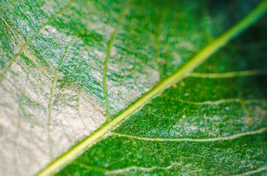 arka plan olarak yaprak yeşil doku