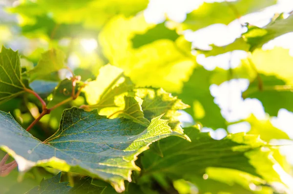 Виноградные Листья Качестве Фона — стоковое фото