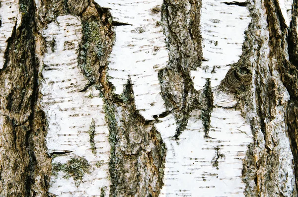 バーチ樹皮のテクスチャーを背景として — ストック写真