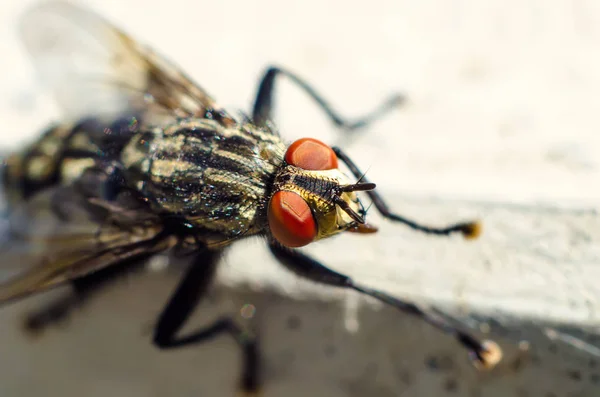 Fliege Sitzt Auf Einem Stein Makro — Stockfoto