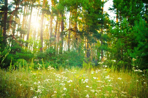 Glade Flowers Pine Forest — Stock Photo, Image